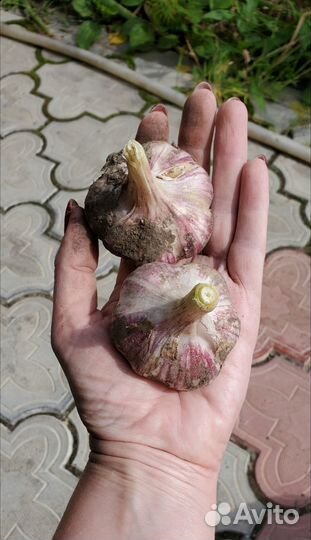 Чеснок домашний на выбор