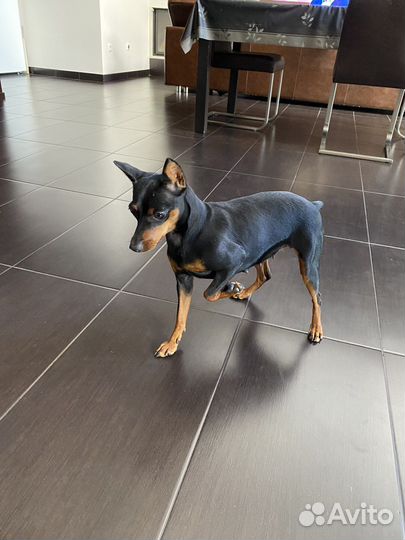 Почему у нас Цвергпинчер