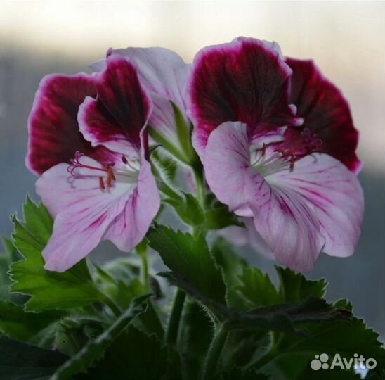 Герани сортовые