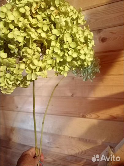 Гортензии сухоцвет