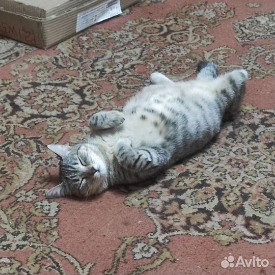 Кошка бесплатно