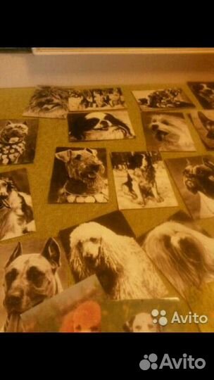 Набор советских открыток животных и птиц 62 шт