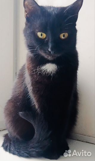 Кошка