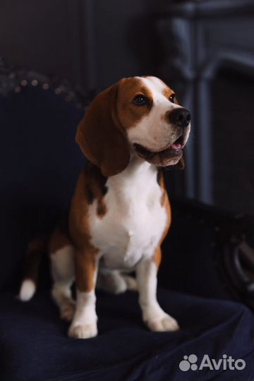 Вязка бигль кобель