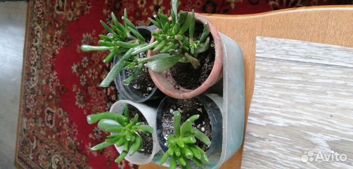 Комнатные растения