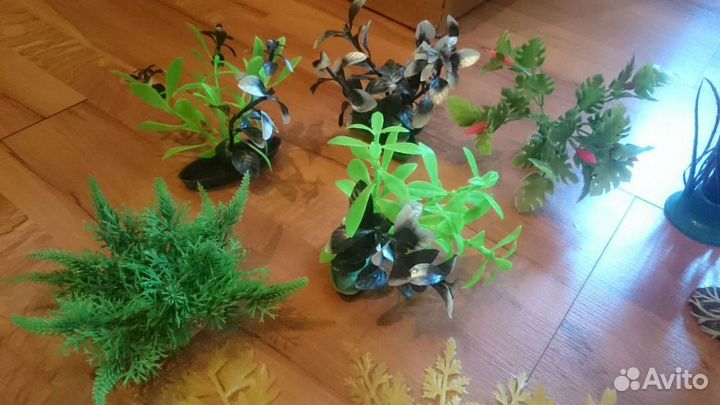 Растения для аквариума