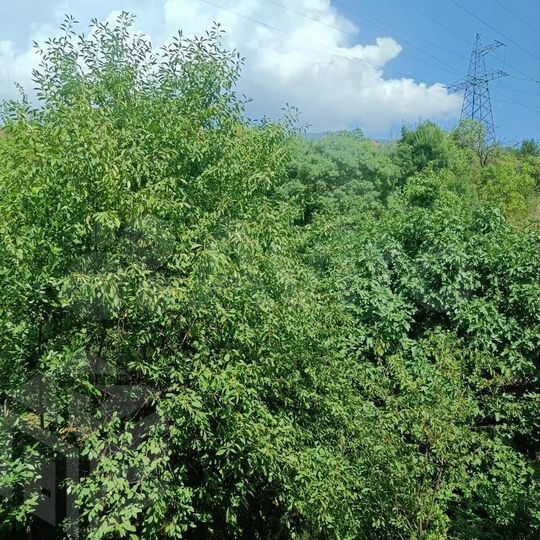 Дом 290 м² на участке 6 сот.