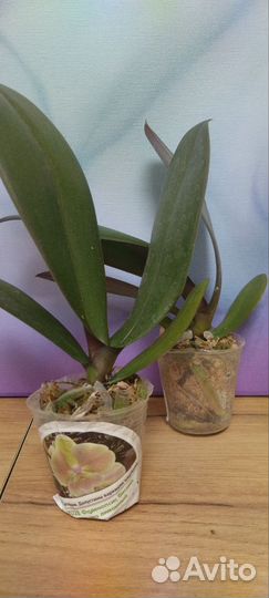 Орхидеи Азия