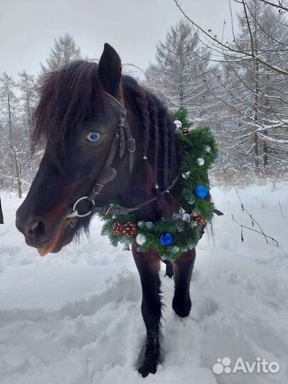 Верховая езда/аренда лошади