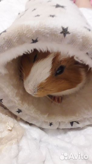 Морская свинка с большой клеткой