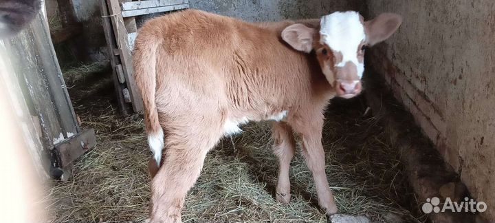 Коровы и телки