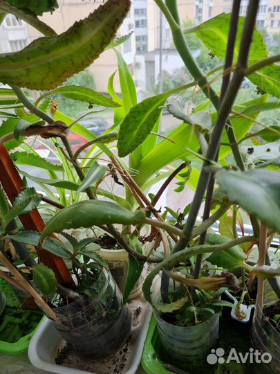 Каланхое лечебное листья отростки взрослое