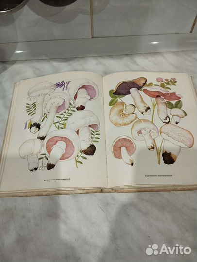 Книга про Грибы