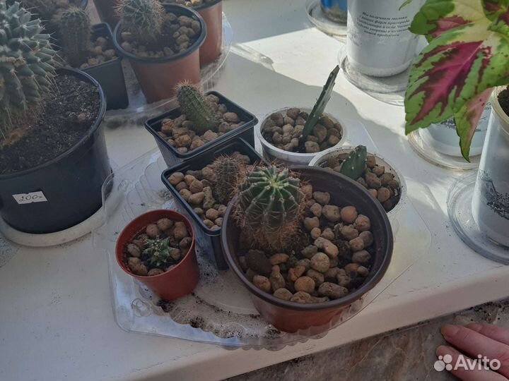 Кактус и суккуленты