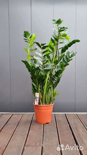 Замиокулькас