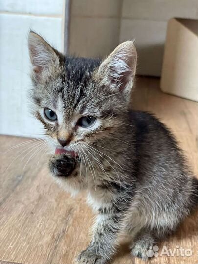 Котенок 1,5 мес. Девочка