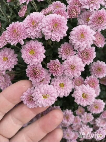Хризантемы мультифлора