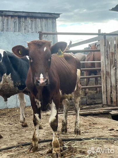 Бычки сементалки