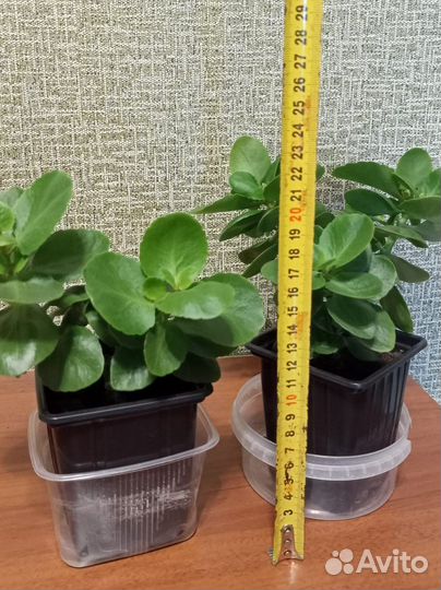 Комнатные цветы — суккуленты