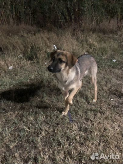 Бездобные собаки