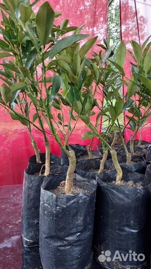 Саженцы кумкват