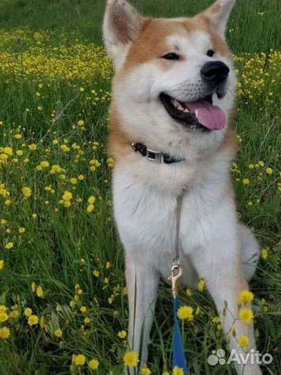 Акита ину вязка