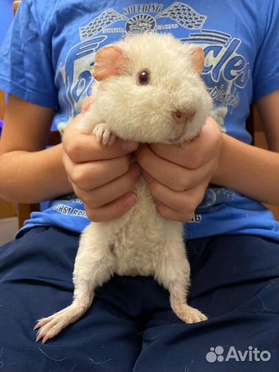 Морская свинка американский тедди