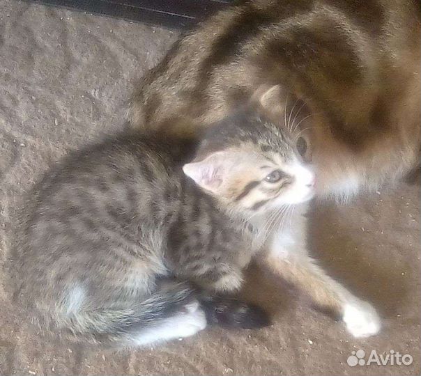 Отдам котиков в хорошие руки. К лотку приучены