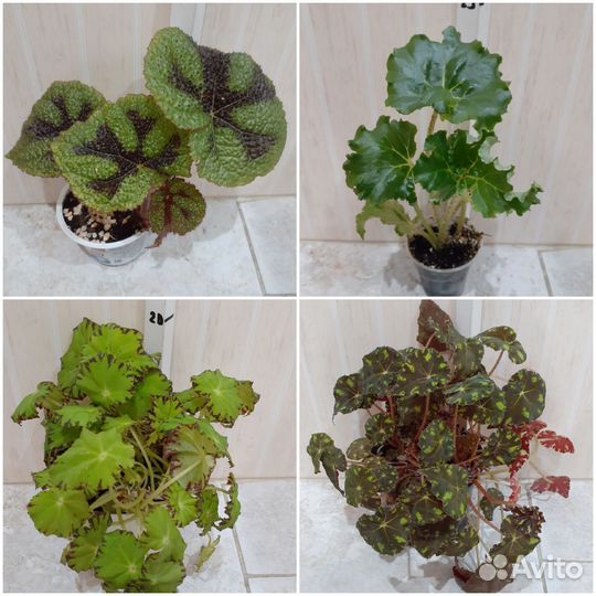 Монстера Альба,Хавортия, Гастерия, Алоэ, Пеперомия