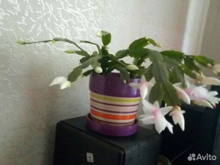 Цветок декабрист шлюмберга