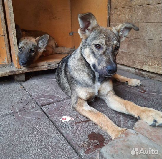 Стерилизованные щенки (подростки)