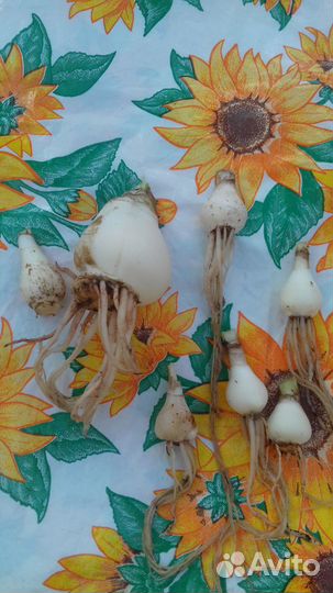 Амариллис луковицы