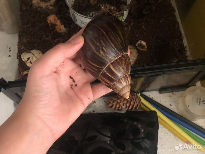 Улитки ахатины