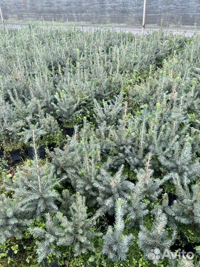 Голубая Ель сеянцы Горная Сосна Мугус зкс и окс