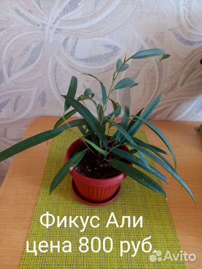 Фикусы сортовые