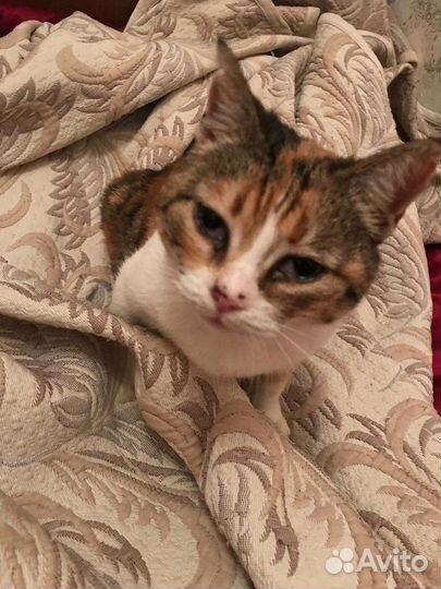 Кошечка в дар бесплатно