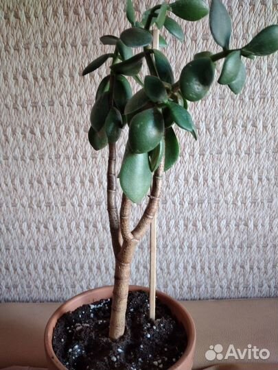 Цветок Толстянка древовидное (денежное дерево)