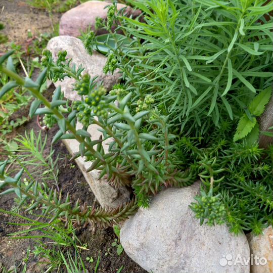 Камнеломка