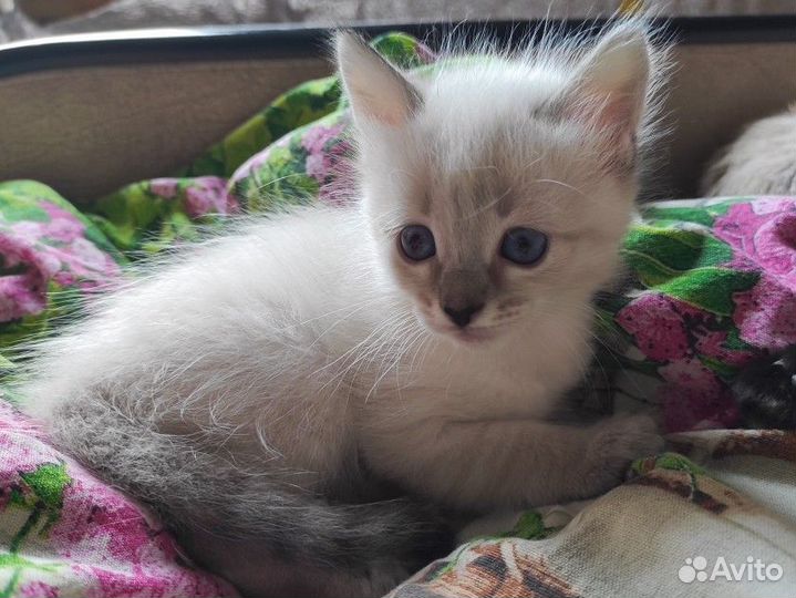 Тайские котята