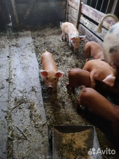 Поросята