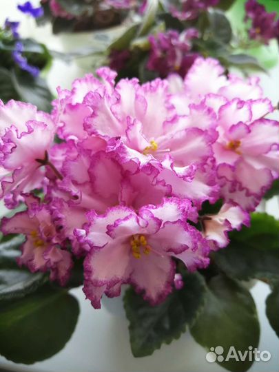 Цветущие сортовые фиалки