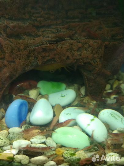 Аквариумные креветки