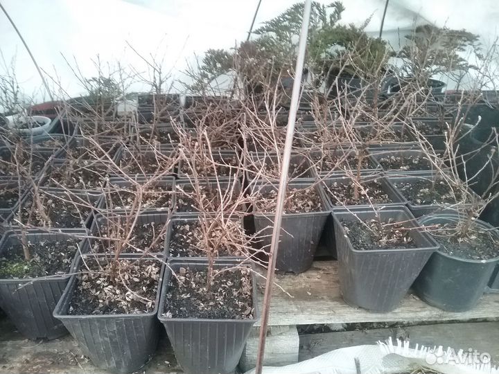 Лапчатка кустарниковая(курильский чай)