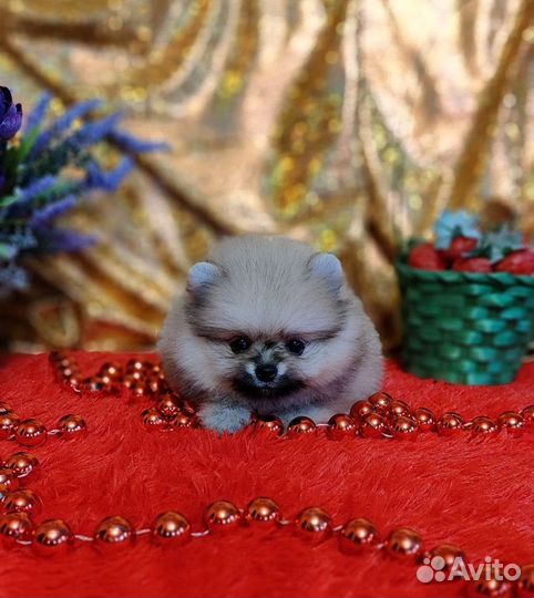 Шпиц mini мишка
