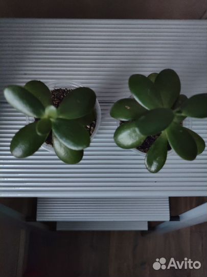 Красула толстянка