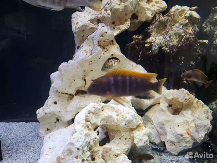 Кимпума Ред