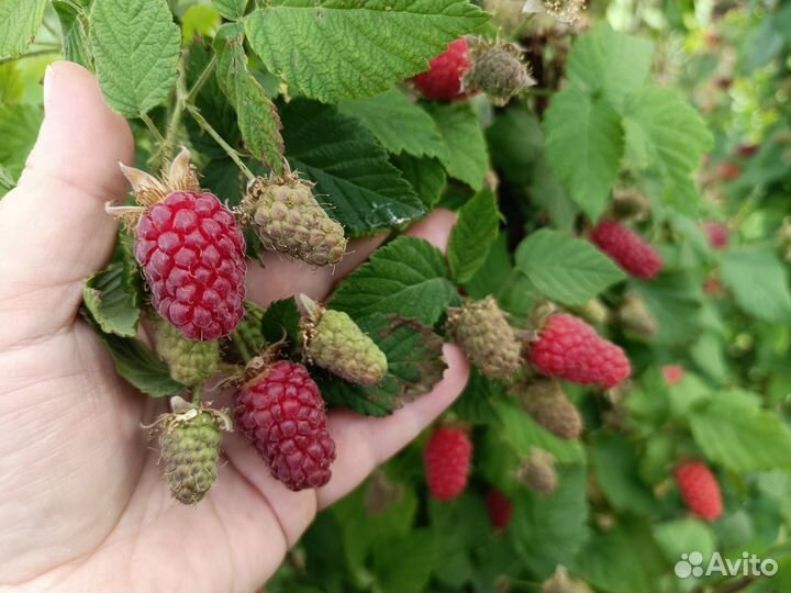 Еже малина тайберии кумберленд саж