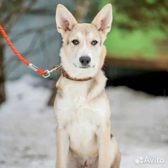 Мечтаете о умной собаке