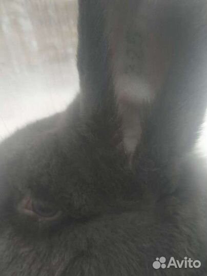 Кролики чистых кровей