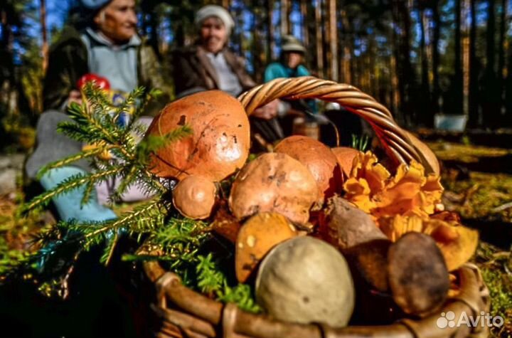 Сборщики грибов и прочее